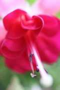 mowielicious.com Fushia