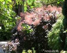 nature.jardin.free.fr Fustet