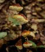 simocybe.sakura.ne.jp Futagi