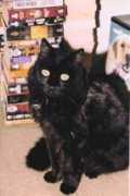 Fuzzer
