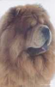 chow-chow.cc Fwilliam