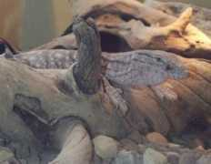 whozoo.org Fwze
