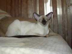 Fyong
