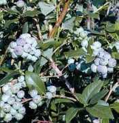 garden-en.com Fytos
