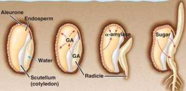 bio1152.nicerweb.com Gaand