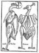 Gabalo