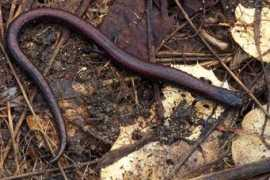 wildherps.com Gabilan