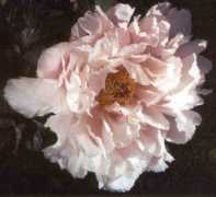 peonygarden.com.au Gabisan