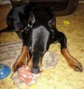 dobermann.ru Gaborim