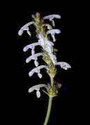 asianflora.com Gabral