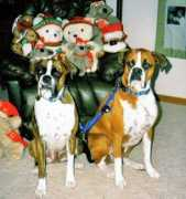 myboxerpuppy.com Gabrie