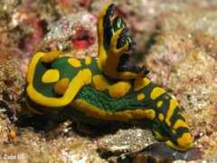 starfish.ch Gabrielae