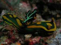 starfish.ch Gabrielae