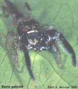 salticidae.org Gabrieli