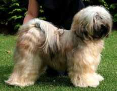 tibet-terrier-von-kirata.de Gabur