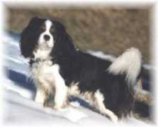 cavalierkingcharles.ch Gachoud