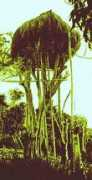 Gaddang