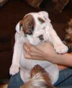 animalsites.com Gaddie