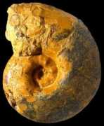 ammonites.fr Gadeni