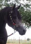 quintessentialarabians.com Gadiel