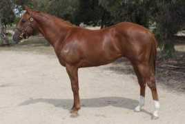 magicmillions.ddm.magsbyme.com Gadomsky