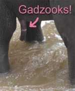 Gadzooks