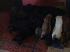 varslabettys-kennel.se Gaenet