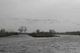 Gagel