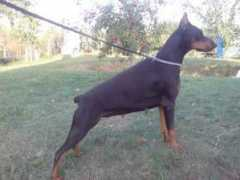 dobermann-review.com Gagnant