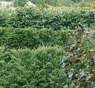 buxus-europe.de Gagus