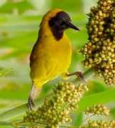 tanzaniabirds.net Gahini