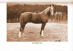 kakagiarabians.com Gahlan