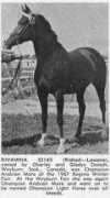 kakagiarabians.com Gahlan
