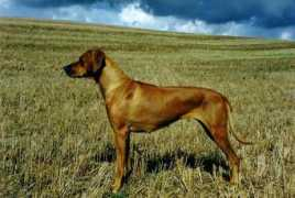 Gahli
