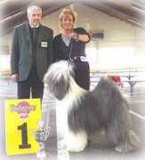 bobtailwelpen.de Gaild