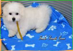 coton-de-tulear.info Gajaa