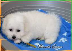 coton-de-tulear.info Gajaa
