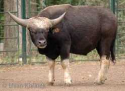 Gajal