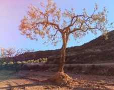 Gajon