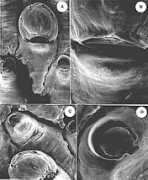bryozoa.net Galaica
