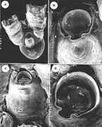 bryozoa.net Galaica