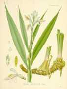 mimifroufrou.com Galangal