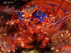 divetime.com Galatea