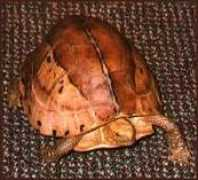 turtlepuddle.org Galbin