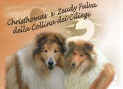 colliesinitaly.it Galdelli