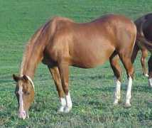 skipperhorses.com Galene