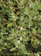 chileflora.com Galenia