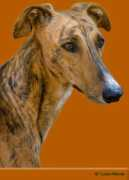 Galgos