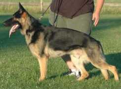 kulladogs.com Galianna