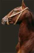 zamyhorse.com Galicio